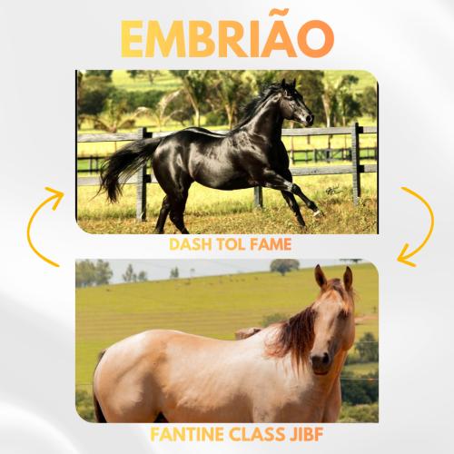 DASH TOL FAME X FANTINE CLASS JIBF (Embrião a Efetivar)