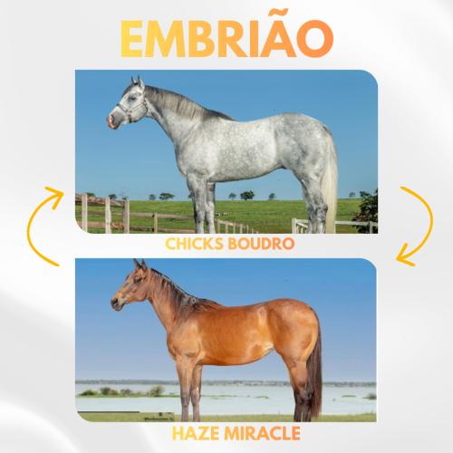 CHICKS BOUDRO x HAZE MIRACLE (Embrião efetivado)