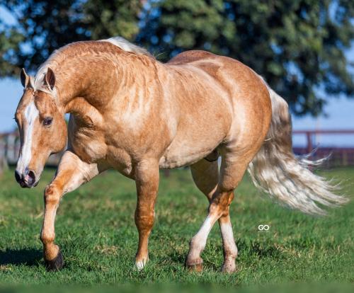 METALLIC CATALYST (1 Cobertura)