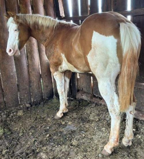 CHAMPIONS GUNNIT TPC X MISS HICKORY ROSE