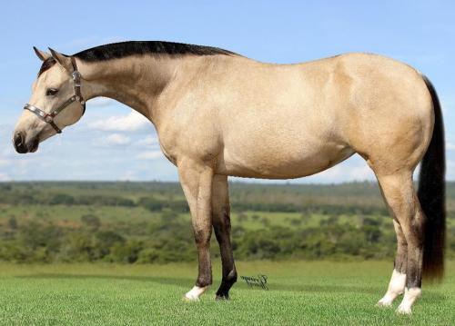 WISH GUNNER DUN (P+)