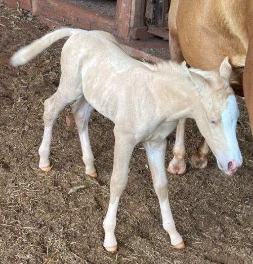 GOLDEN SPARK CHEX X WONDERFUL GUNNER