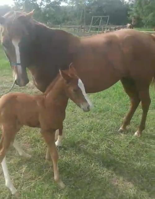 LALA TOL FAME KID (Lote 3 em 1)