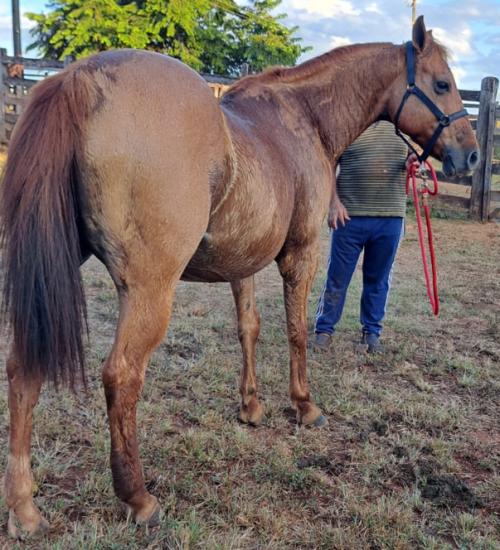 MEGA MAGNUM TCR (P+)