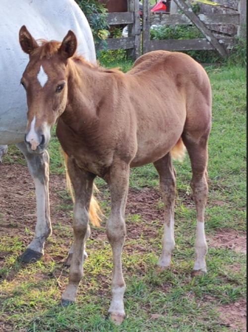 WHIZ STARSTRUCK X VERDADE SOLANO CASH