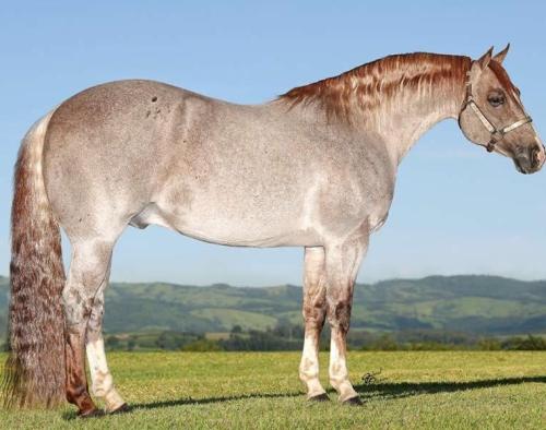 MOMS SILVERADO CAT (1 Cobertura)