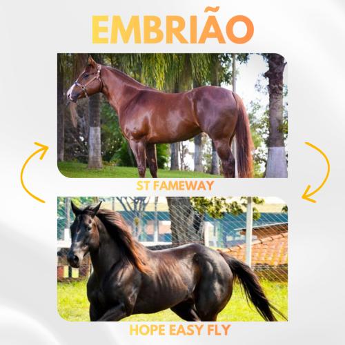 ST FAMEWAY X HOPE EASY FLY (Embrião a efetivar)