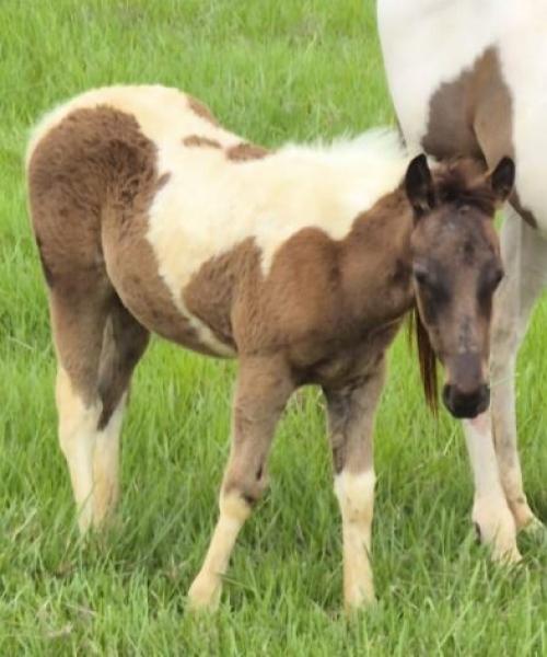 STREAK TA FAME X SPEED TREASURED TH