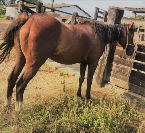 SUCESS OF HOLLAND JS (Ventre)