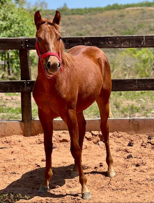 GALLO DE ORO X BRAVE GIRL IT GUN
