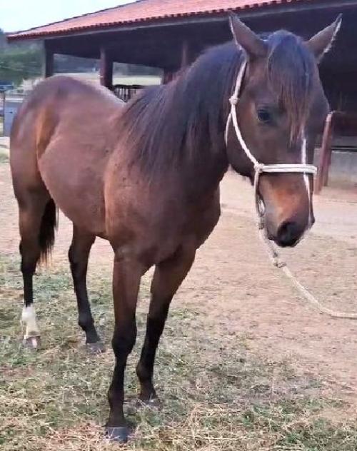 BLUE TOOTH RED LEO X VPJ SEIS FLING