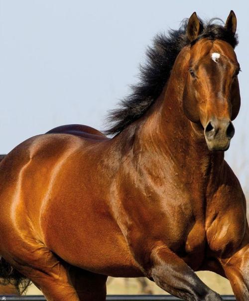 TRES SEIS (S. Congelado)