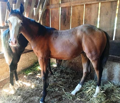 PLAY SKIPPY LIGTH x MILLY ROOSTERS GUN