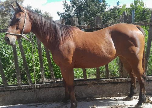 ANITA CORONA GV (Ventre)