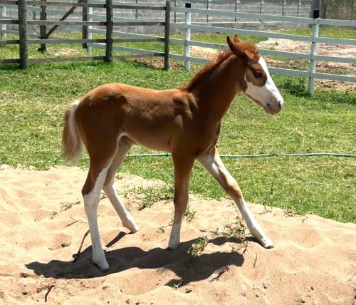 LUTZ BOY X BRUDDER INFINITY SDP