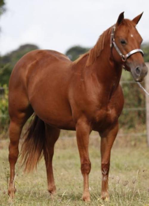 STREAKIN FAME RCH X ST SMARTY