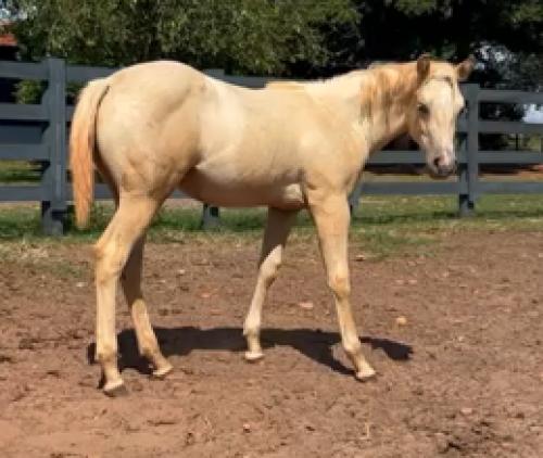 AMARILLA GUNNERLIGHT