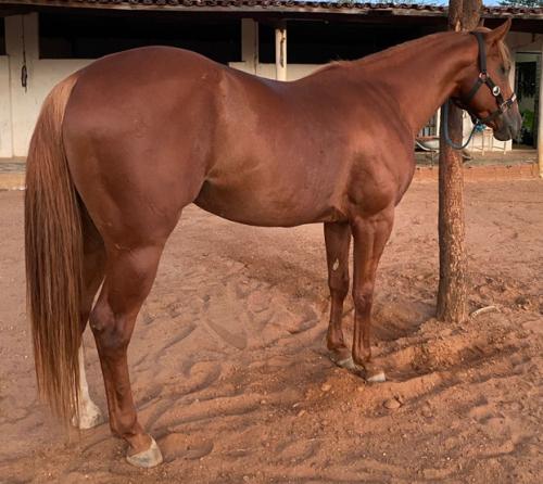 MISTER HOLLAND SHOW (1 Cobertura)