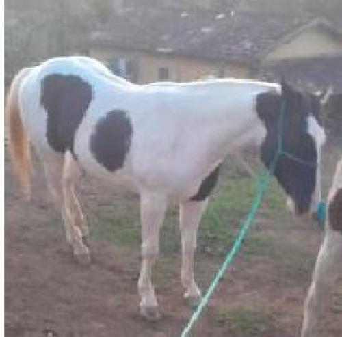 TOLLTAC TOLL TOO YBJ (1 Cobertura)