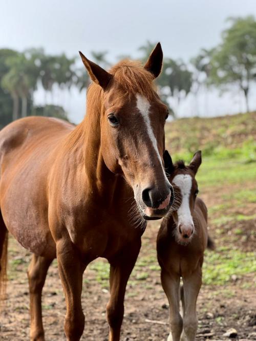 HAIDACHINO GIRL (Lote 2 em 1)