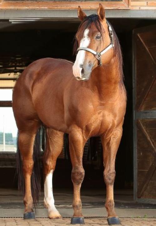 FOOL GUY OFV (1 Cobertura)