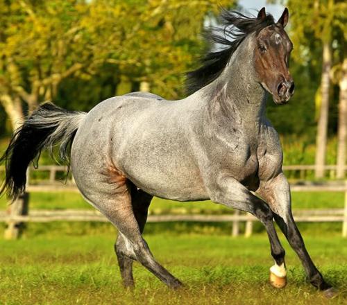 CATZANOVA (1 Cobertura)