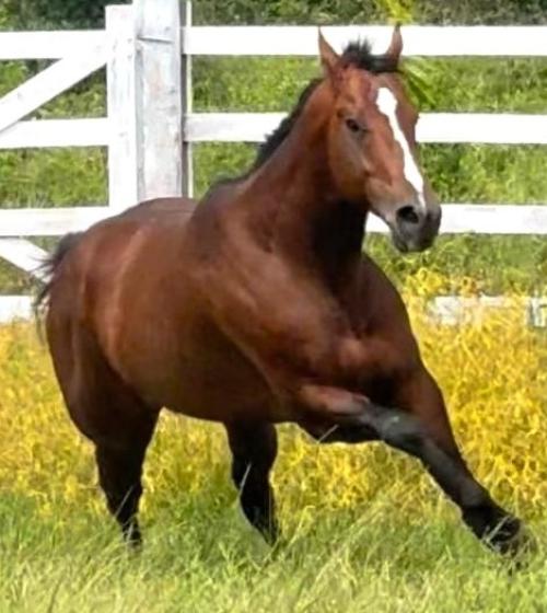 BARITONO TOAST EASY (1 Cobertura)