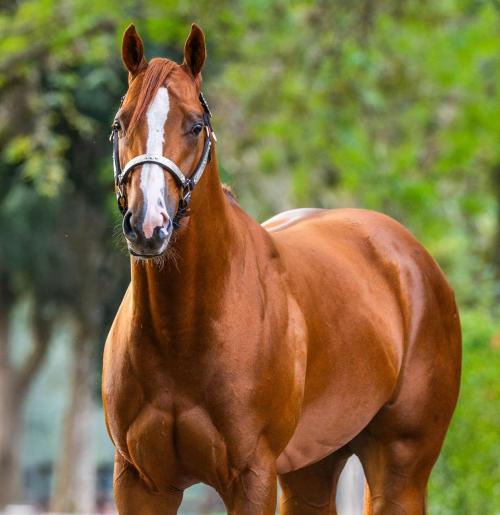 FAVORITO VERDE (1 Cobertura)