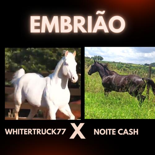 WHITEWHIZSTARTRUCK77 X NOITE CASH (Embrião a efetivar)