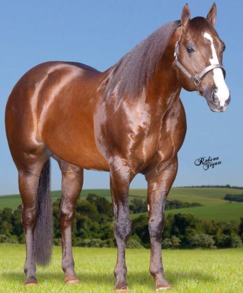 ST FAMELEO (1 Cobertura)