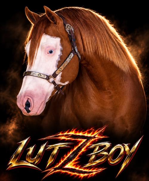LUTZ BOY (1 Cobertura)