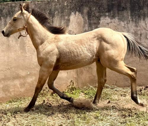 GUNNER IS STARSTRUCK X BET ON LENA´S