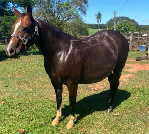 HIGH STAR CAT FARS (P+)