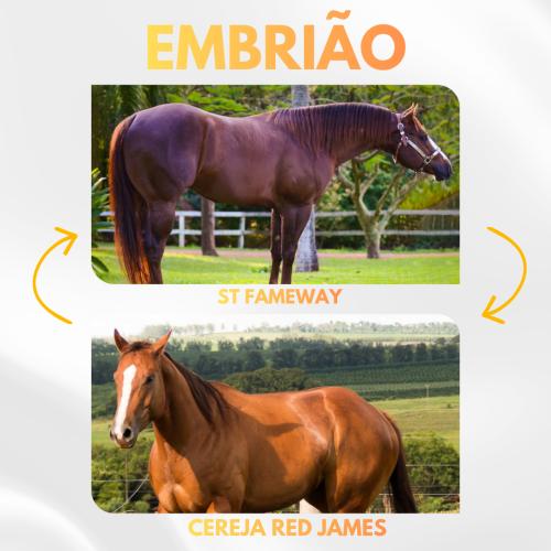 ST FAMEWAY X CEREJA RED JAMES (Embrião a Efetivar)
