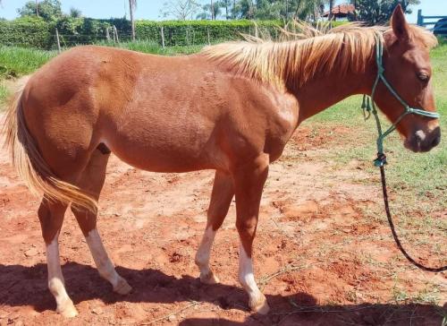 GOTTA GOLD CHAIN X PRINCESS LIGHTS