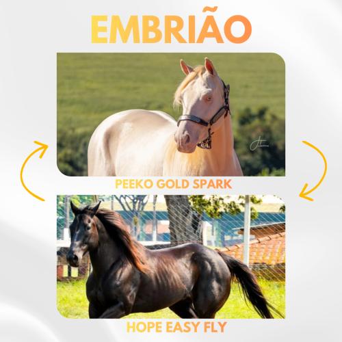 PEEKO GOLD SPARK X HOPE EASY FLY (Embrião a efetivar)