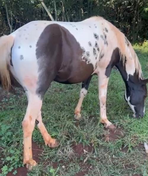 EC JET DARK X SAFIRA BREEZE GUN