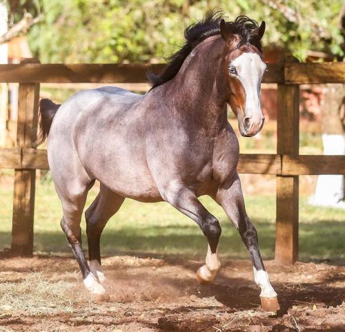 JDR SPOOK ROAN (1 Cobertura)