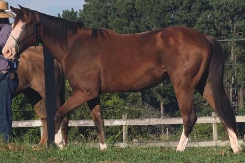 MAVI CIELO DUNIT YBJ