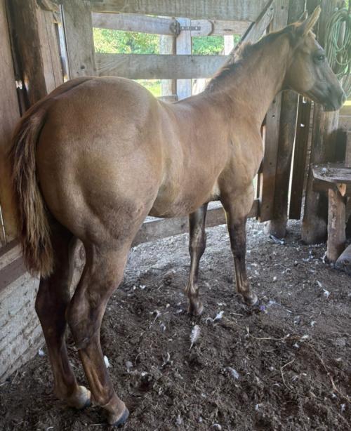 BLOND SWEET X GAMAY PEPPY ZORRERO