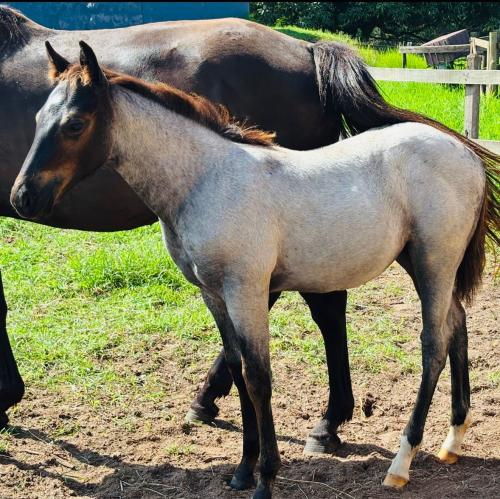 HIS STEADFAST HEART x MISS HANDY ROYAL JA