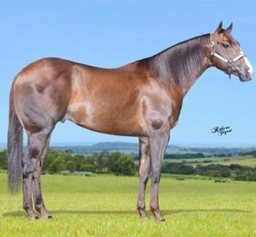 ST FAMELEO (1 Cobertura)