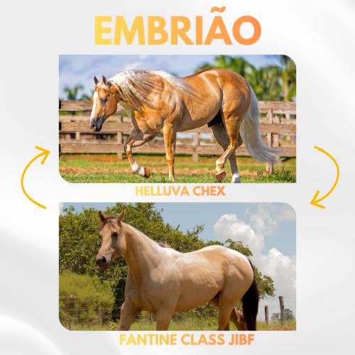 HELLUVA CHEX X FANTINE CLASS JIBF (Embrião a Efetivar)