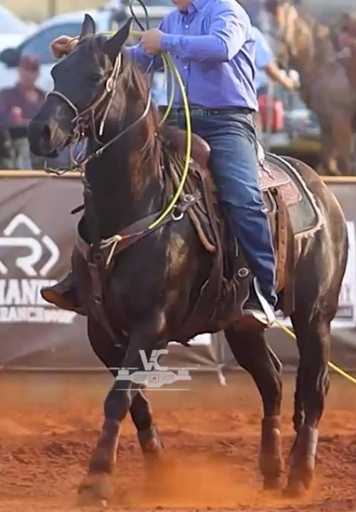 BLACK DANCER SMARCAT