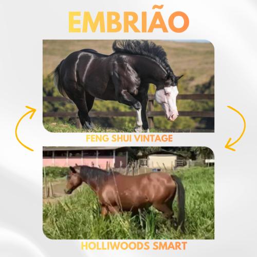 FENG SHUI VINTAGE X HOLLIWOODS SMART (Embrião a efetivar)
