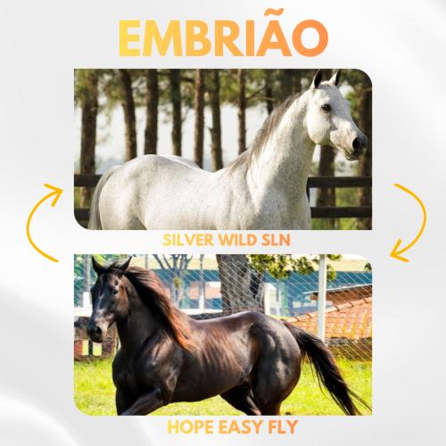 SILVER WILD SLN X HOPE EASY FLY (Embrião a efetivar)