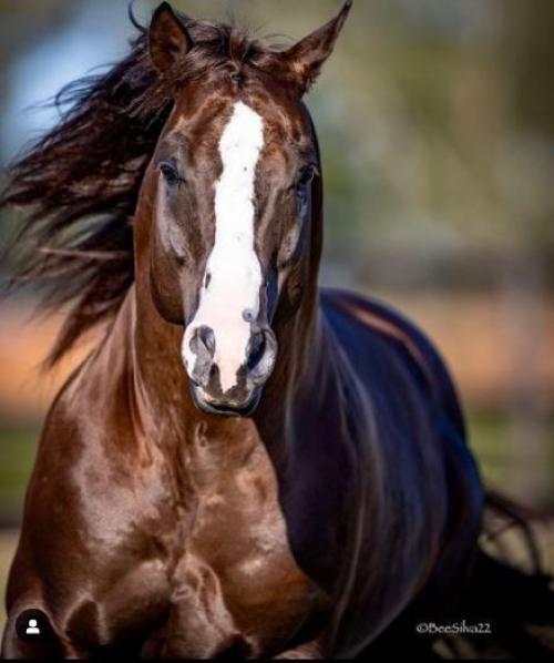 EF EURUS TA FAME (S. Congelado)