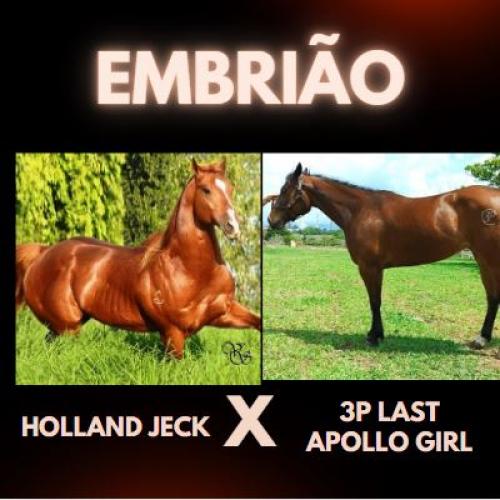 HOLLAND JECK X 3P LAST APOLLO GIRL (Embrião a efetivar)