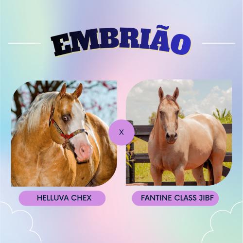 HELLUVA CHEX X FANTINE CLASS JIBF (Embrião a Efetivar)