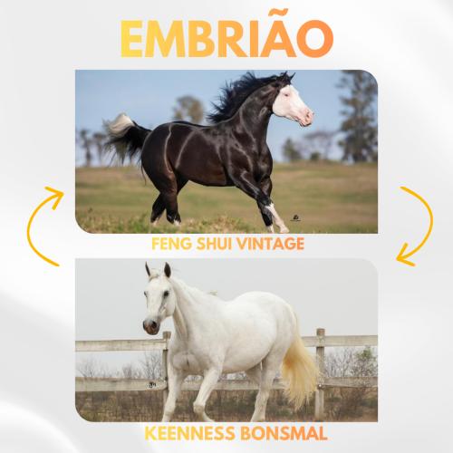 FENG SHUI VINTAGE X KEENNESS BONSMAL (Embrião a efetivar)